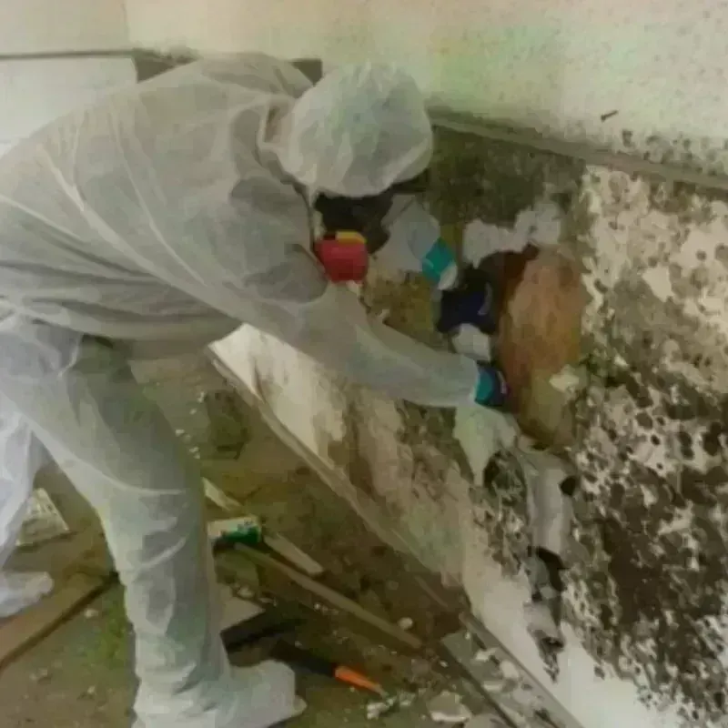 Mold Remediation and Removal in Arvada, CO